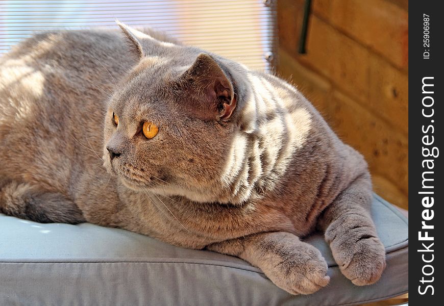 Photo of a beautiful pedigree british shorthair cat sitting on her favourite garden chair. Photo of a beautiful pedigree british shorthair cat sitting on her favourite garden chair.