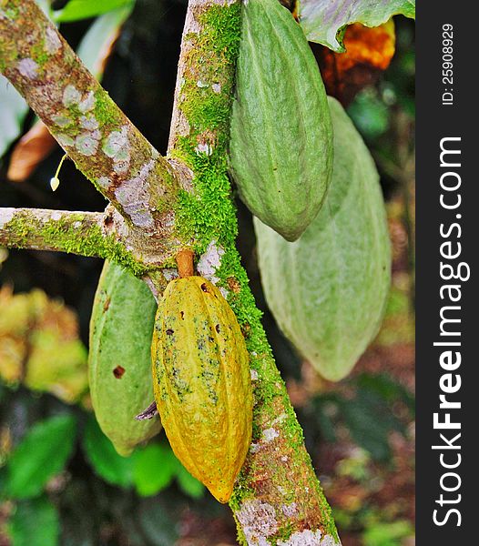 Green And Ripe Cocoa On Tree