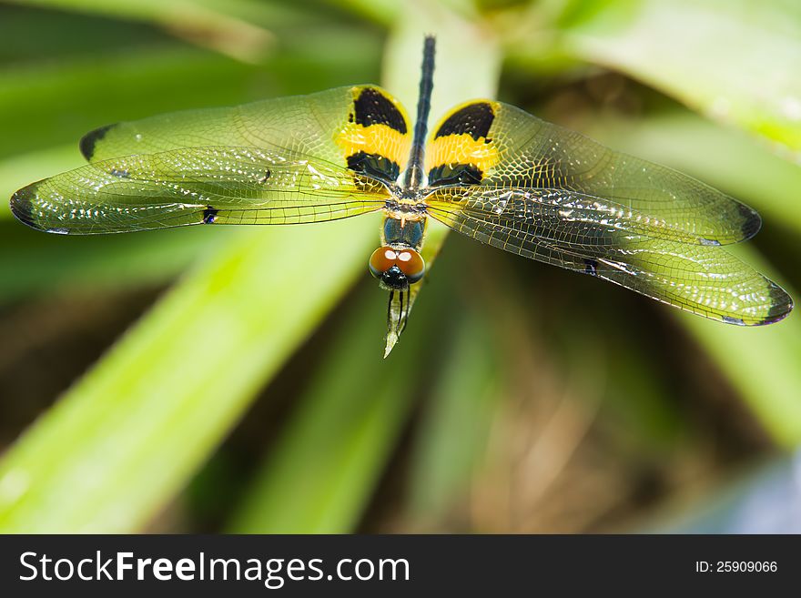 Close up of dragonfly on a leaf