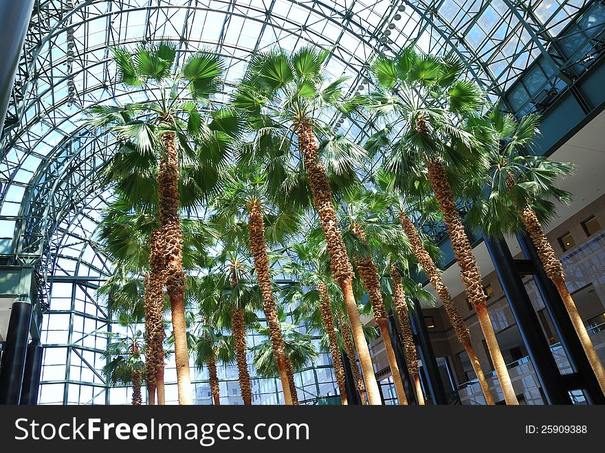 Palm trees inside a glass building. Palm trees inside a glass building