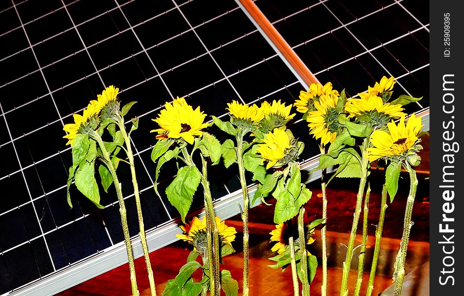 Solar battery and sunflower plants. Solar battery and sunflower plants