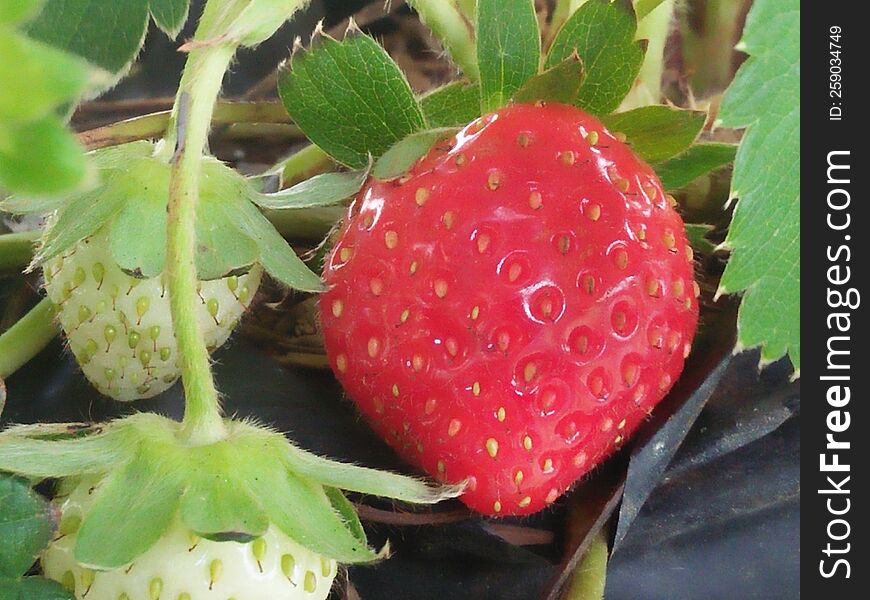 first time seeing strawberries bear fruit after so long planted alone in the yard