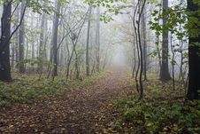 Forest With Fog Stock Image Forest With Fog Stock Image