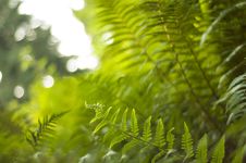 Sunshine Through Curling New Bracken Stock Images Sunshine Through Curling New Bracken Stock Images