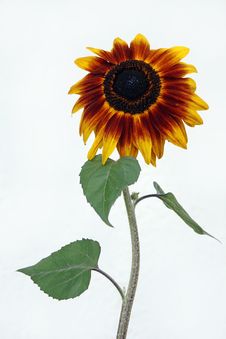 A Nice Big Sunflower Stock Photos A Nice Big Sunflower Stock Photos