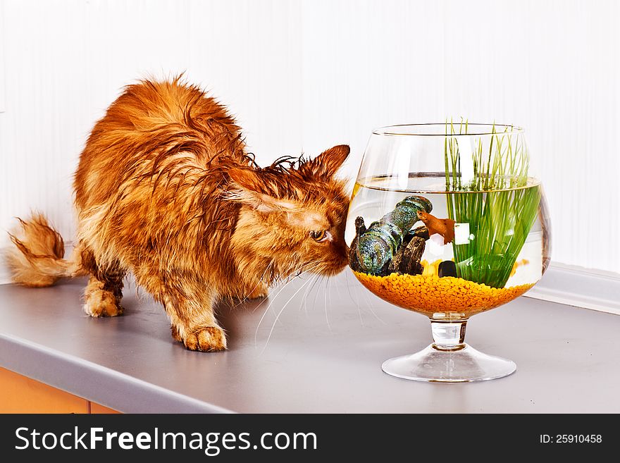 Soaked red cat looking at fish in bowl. Soaked red cat looking at fish in bowl