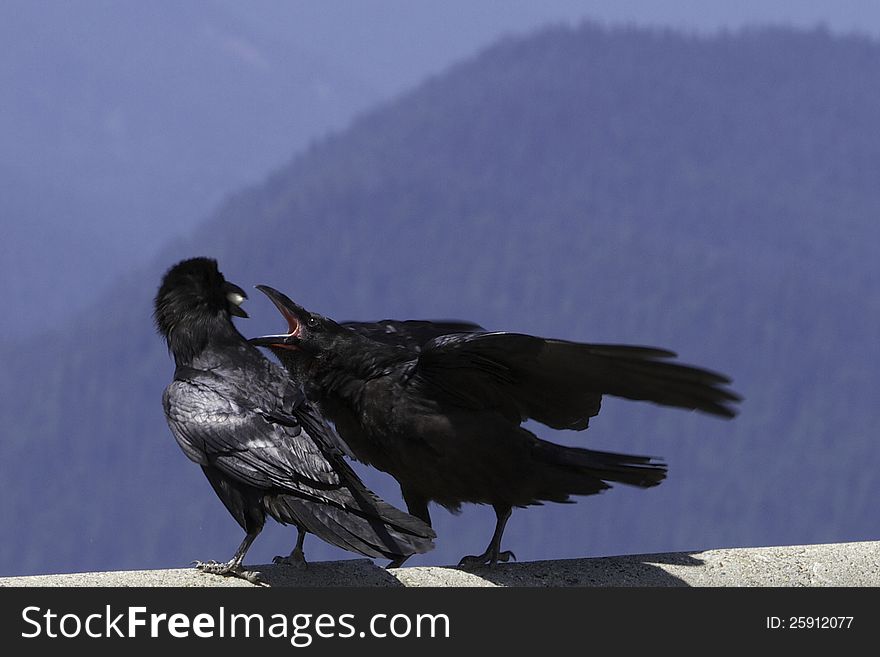 A couple of raven fighting for food. A couple of raven fighting for food