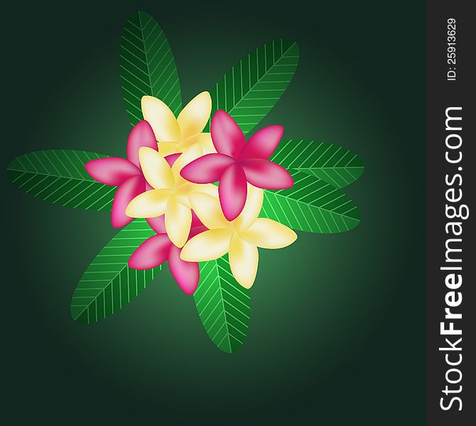 Frangipani flowers and leaves background