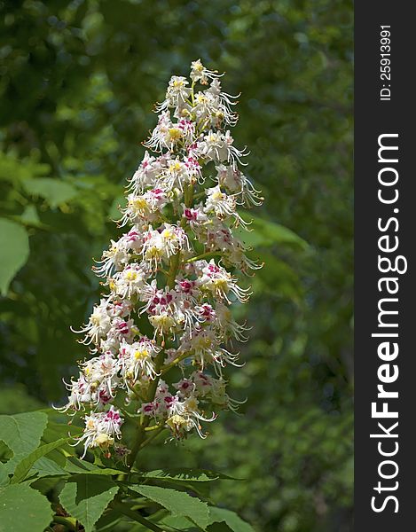 Branch of blossoming chestnut tree