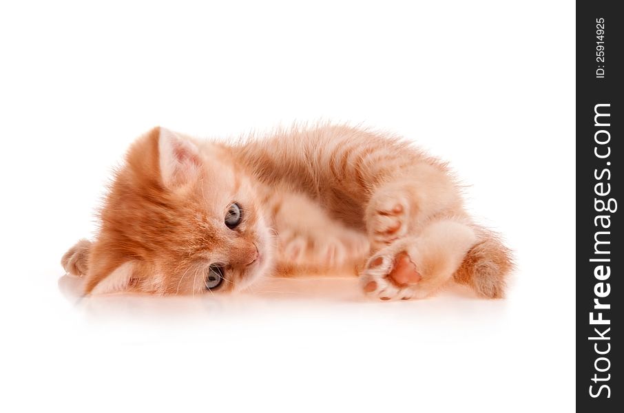 Red kitten lays on a white