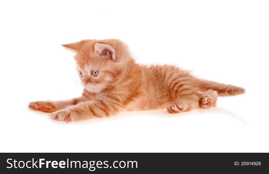 Red Kitten Lies And Looks Before Him