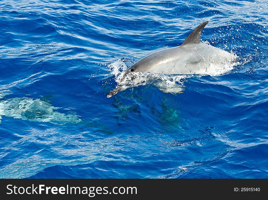 Dolphin Surfacing, Swimming Over Sea Turtle