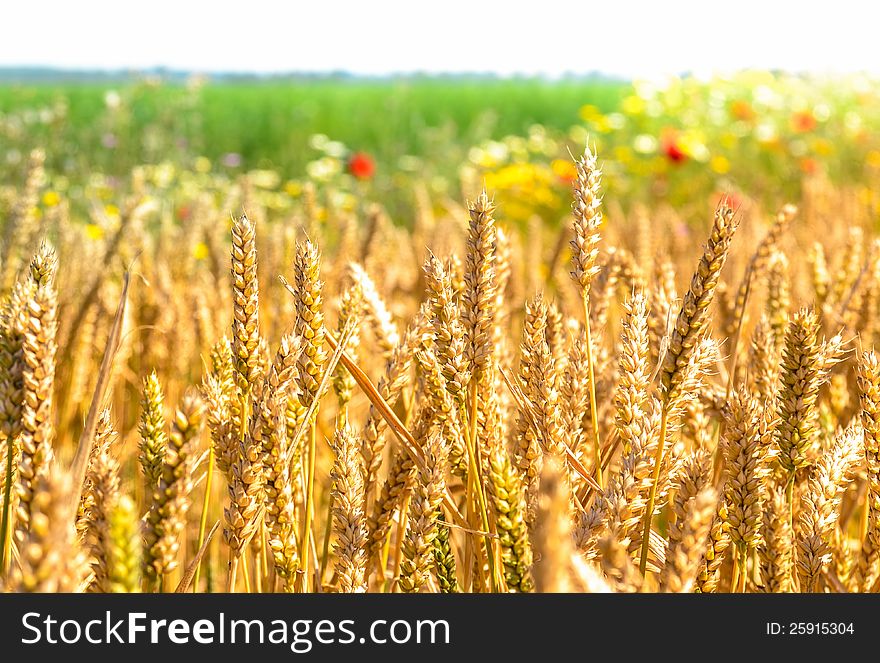 Wheat field with wildflowers in background