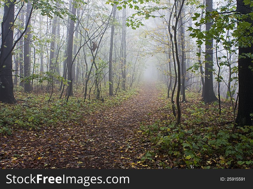 Forest road with fallen leaves and trees in the background with fog. Forest road with fallen leaves and trees in the background with fog
