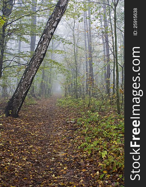 Forest road in the autumn woods with fog in the background. Forest road in the autumn woods with fog in the background