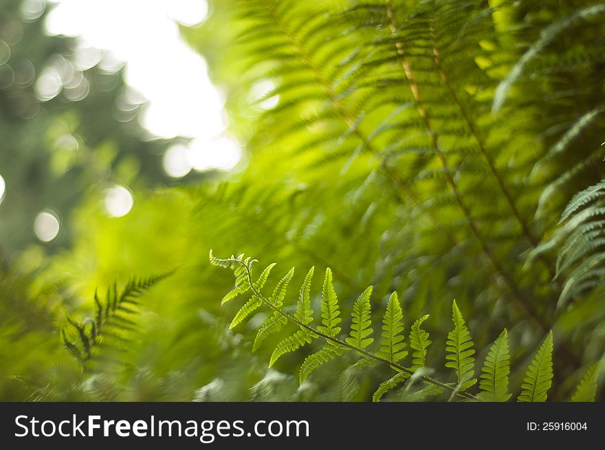 Sunlight illuminating a fresh new growth of curling fern with vibrant bracken canopy in the background. Sunlight illuminating a fresh new growth of curling fern with vibrant bracken canopy in the background