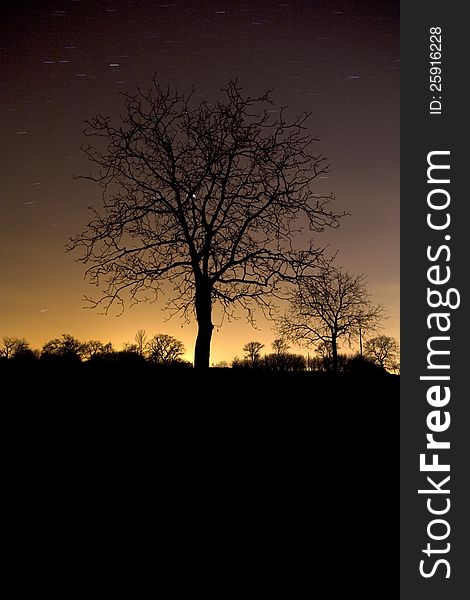 Silhouette of the tree with starry sky. Silhouette of the tree with starry sky