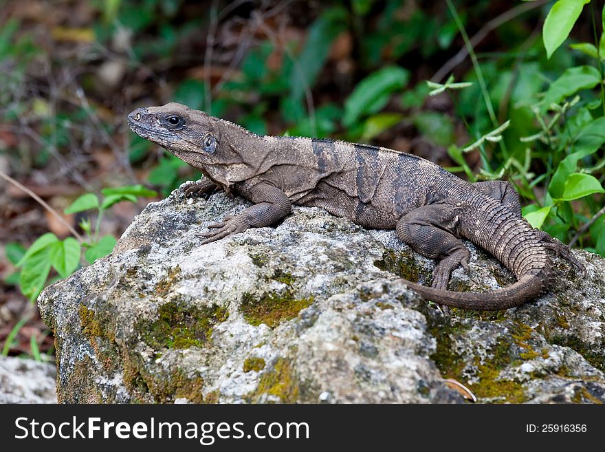 Iguana Resting On Rock