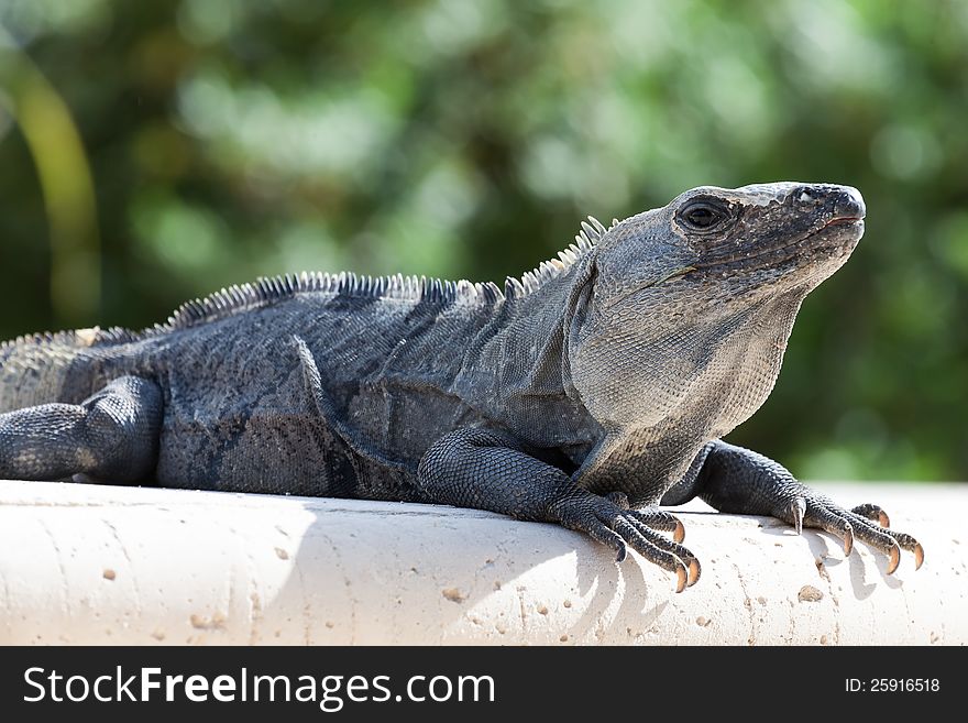 Iguana resting on rock