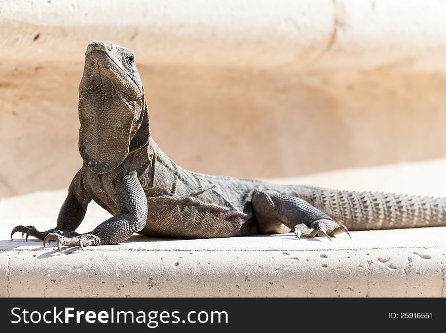 Brown iguana resting on a rock. Brown iguana resting on a rock