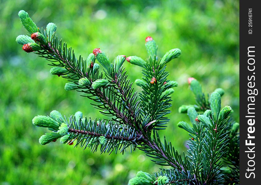 A branch of green christmas tree. A branch of green christmas tree