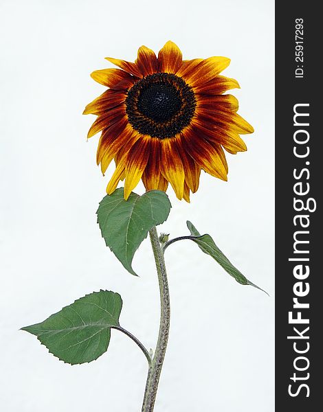 Digiart - a nice big sunflower