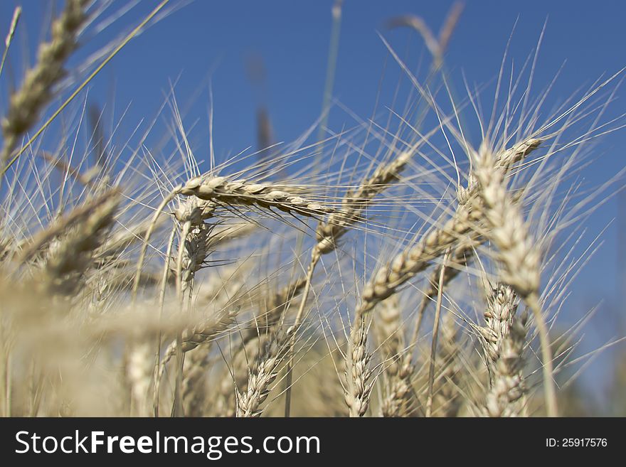 Bread ears agriculture culture rye wheat