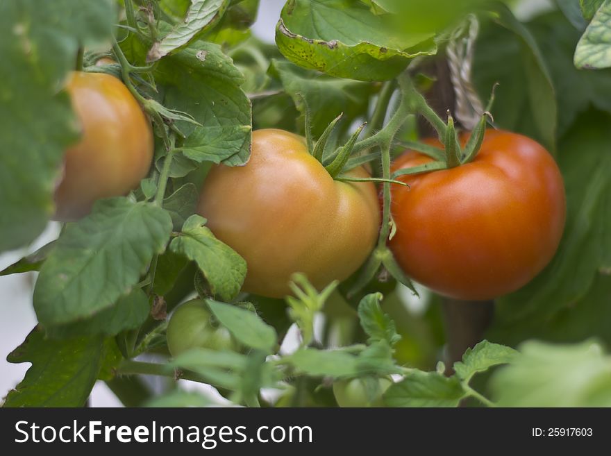 Tomatoes on a branch