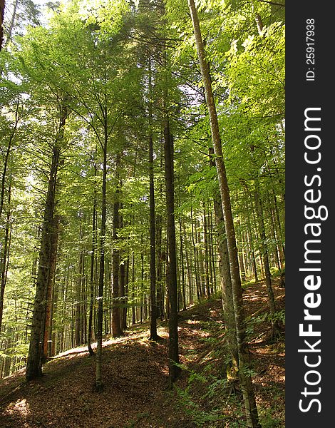 Deciduous forest in during summer time, portrait. Deciduous forest in during summer time, portrait.