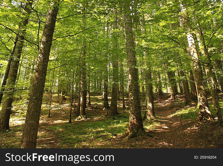 Green forest in the summer