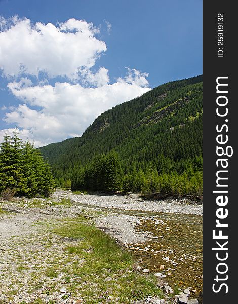 Forest scenery in the Carpathians