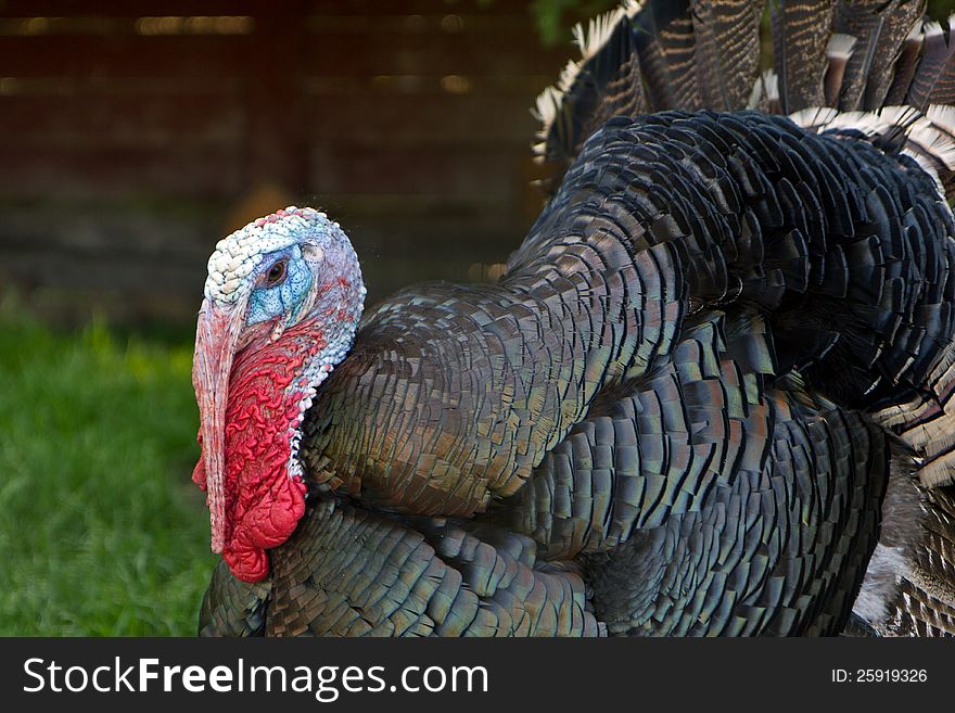Closeup of an ugly turkey. Closeup of an ugly turkey.