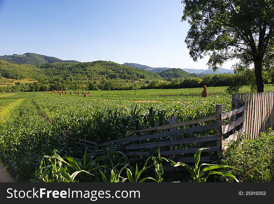 Hillside rural landscape in Apuseni Mountains, Romania. Cornfield and hay