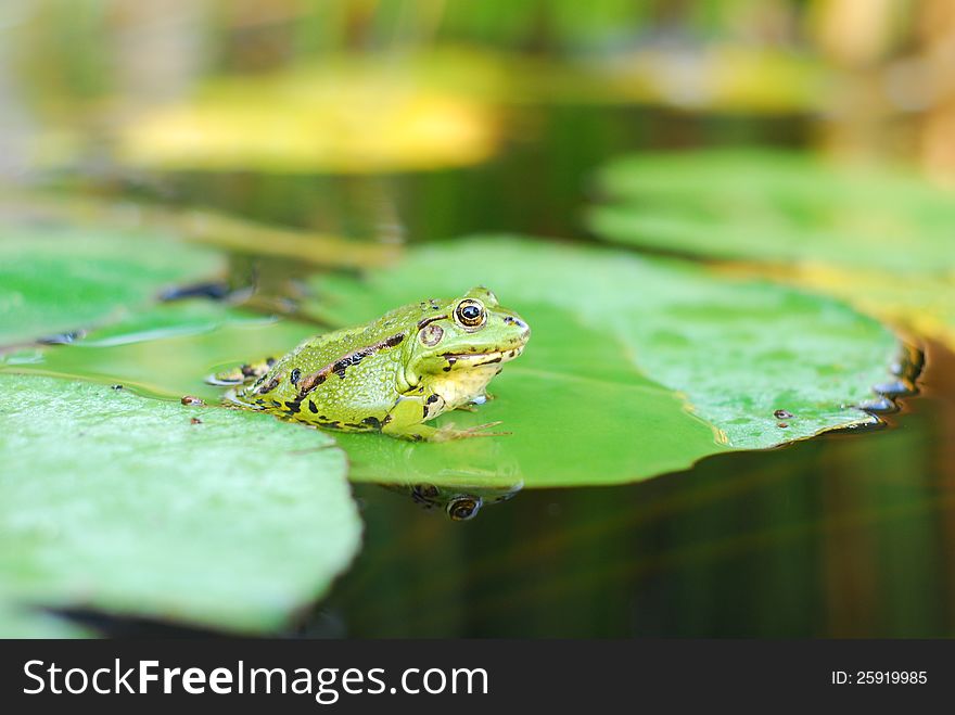 Frog sits on a green leaf
