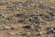 Free View Of A Rocky Terrain By A Wetland Stock Photos - 259194263