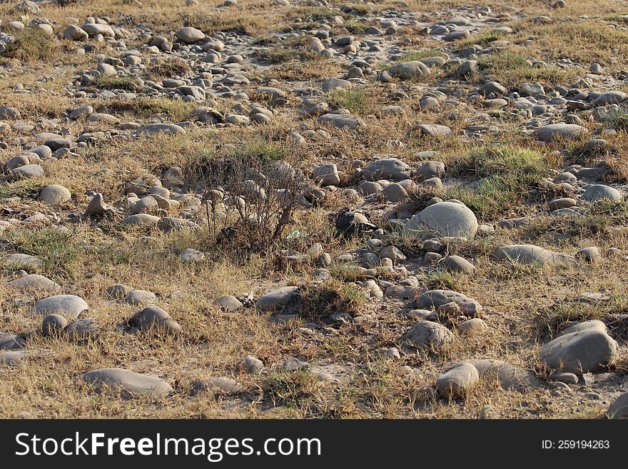 view of a rocky terrain by a wetland