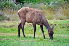 Grazing Elk Royalty Free Stock Image