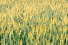 Rye Field Stock Photos Rye Field Stock Photos