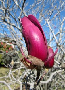 Buds Of A Lilac Magnolia Royalty Free Stock Photos Buds Of A Lilac Magnolia Royalty Free Stock Photos