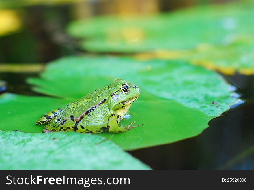 Frog sits on the green leaf