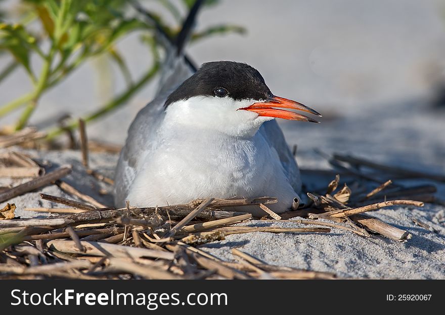 Common Tern Sits On Her Eggs
