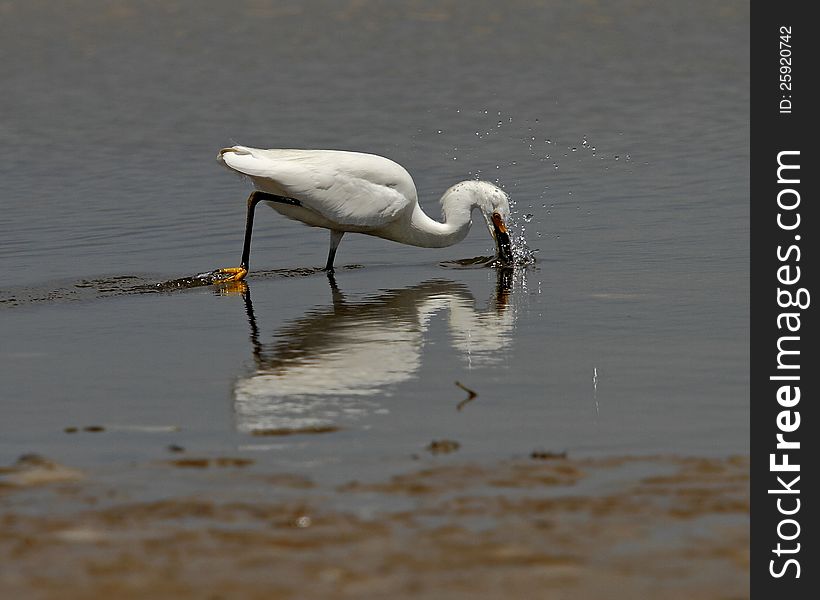 Snowy Egret