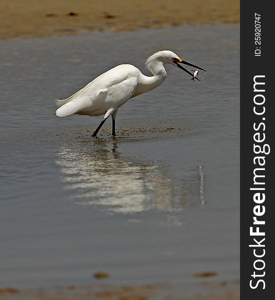 Snowy Egret having lunch