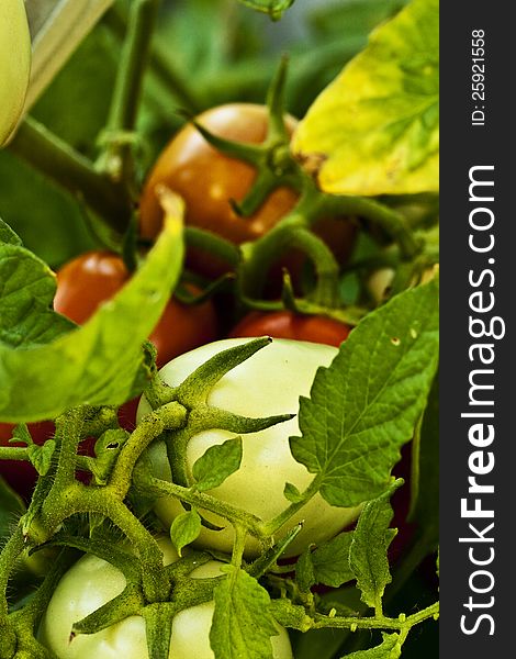 Clusters of Roma tomatoes in various stages of ripeness as viewed from above. Clusters of Roma tomatoes in various stages of ripeness as viewed from above.