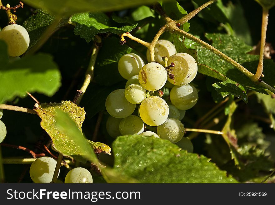 A small cluster of green grapes on a backyard grape vine. A small cluster of green grapes on a backyard grape vine.