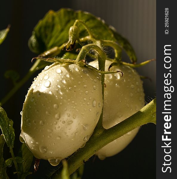 Raindrops On Green Tomatoes