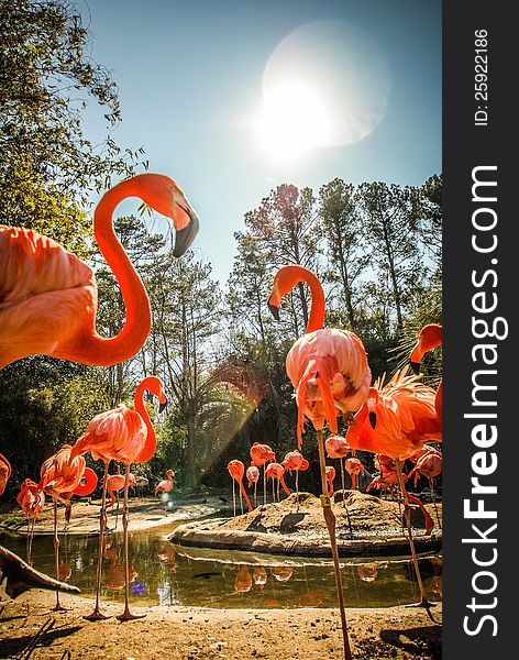 Dozens of flamingos bathing in the sun near water pond. Dozens of flamingos bathing in the sun near water pond