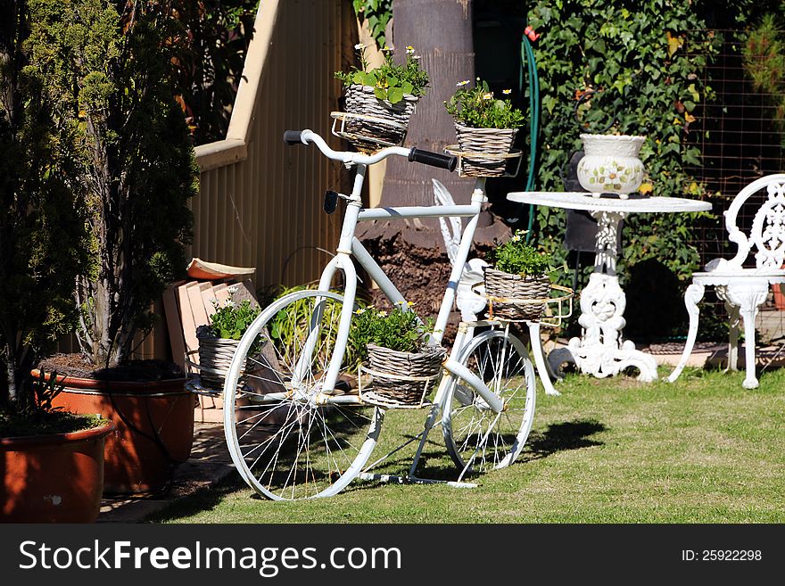 The decorative bicycle has been planted with cane baskets of  flowering plants  and adds a quaint touch to this little garden area. The decorative bicycle has been planted with cane baskets of  flowering plants  and adds a quaint touch to this little garden area.