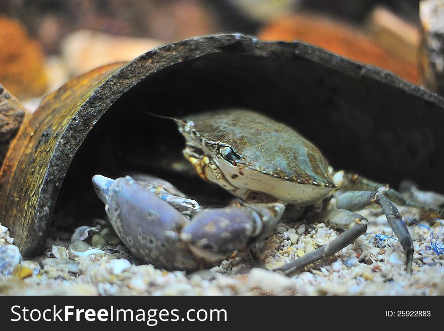 Crab in aquarium, Rayong, Thailand. Crab in aquarium, Rayong, Thailand.