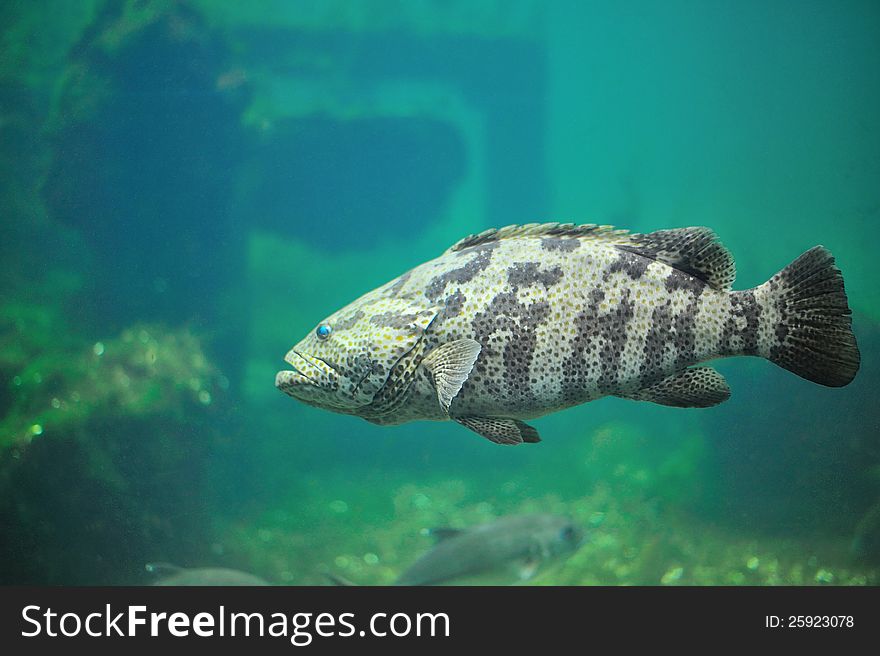 Fish in aquarium.